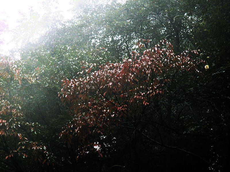 罗湾红叶
