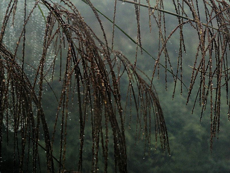 罗湾芦苇