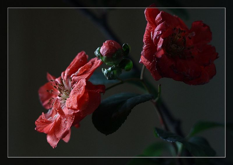 IMG_9646a.jpg