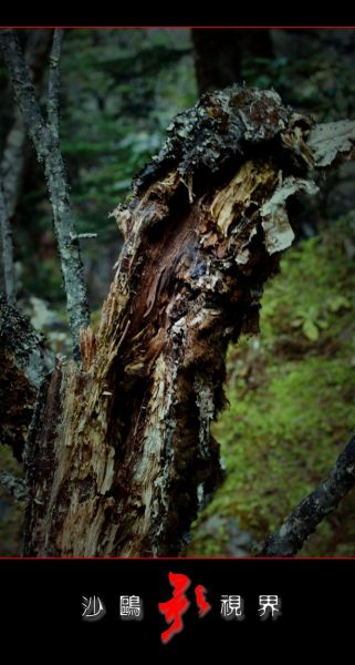 DSC_2554.jpg