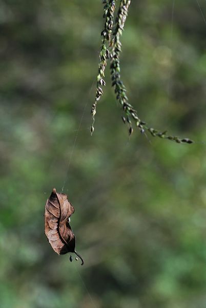 DSC_0275.jpg