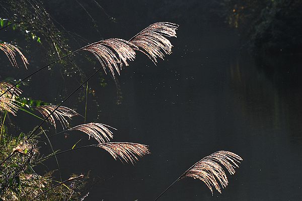 DSC_0311.jpg