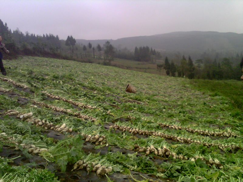 IMG0099A.jpg