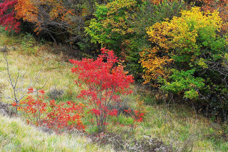 DSC_0347a.jpg