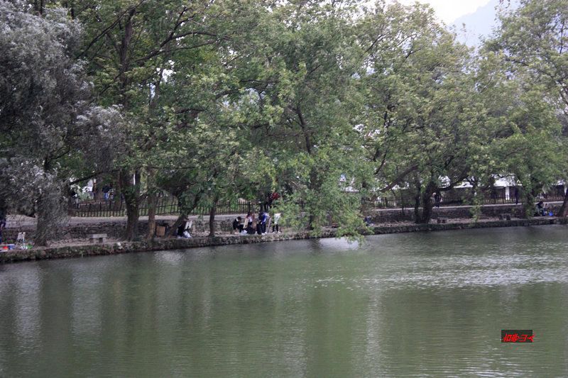 池搪池搪绿影