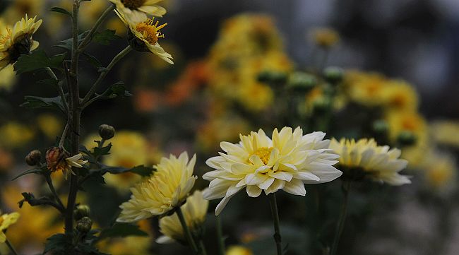 DSC_0023.jpg