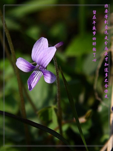 IMG_0375.JPG