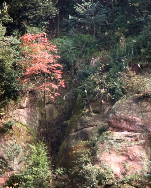 石间红叶.jpg
