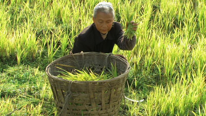 秋阳割草.JPG