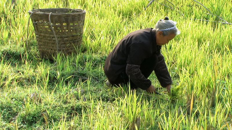 秋阳割草2.jpg