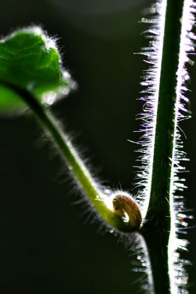 DSC_0223.jpg