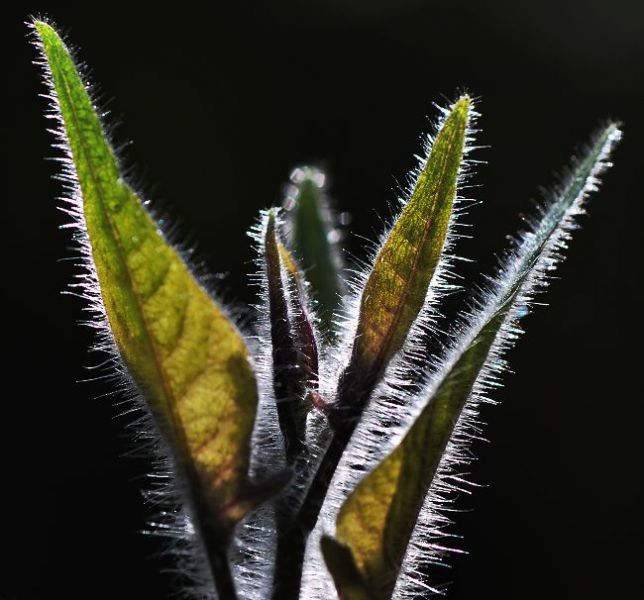 DSC_0232.jpg