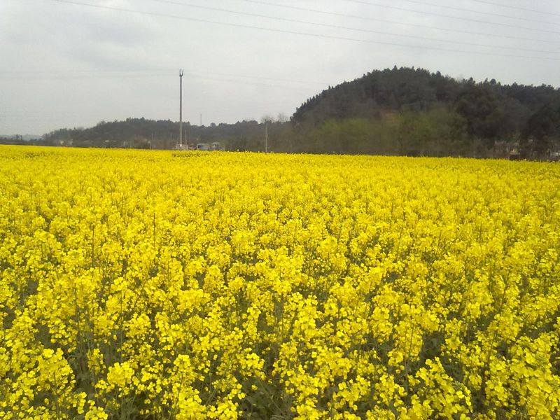 20100303454.jpg