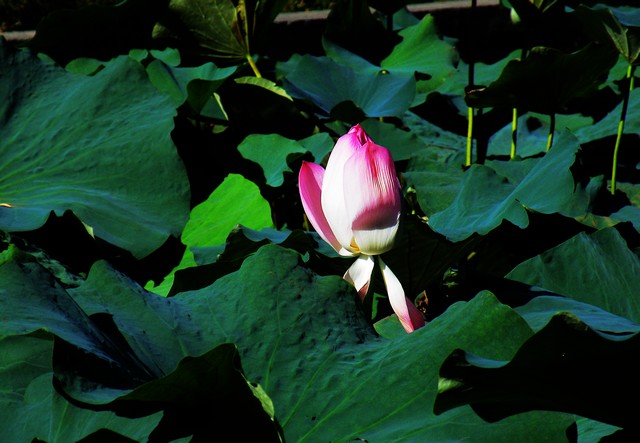 DSCF1712.jpg