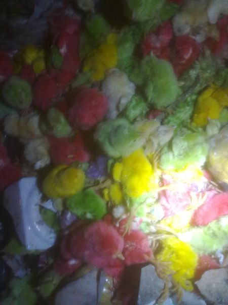 20110322672.jpg
