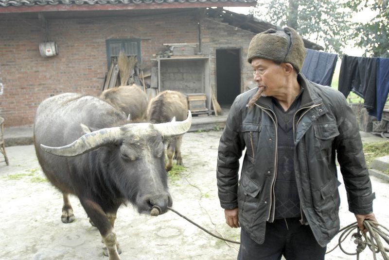 07老人喂了3头牛，每年会增加1000元得收入.jpg