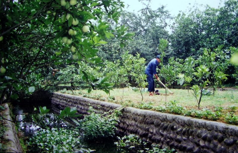 2000年初的果园.jpg