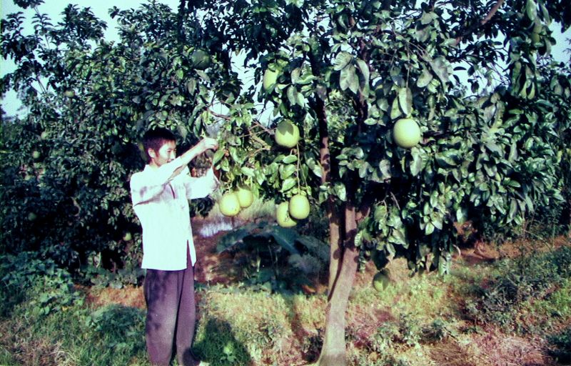 在刘仕强的带动下，发展起来的新场柚子产业。.jpg