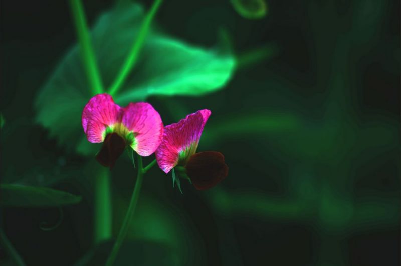 宛豆花1