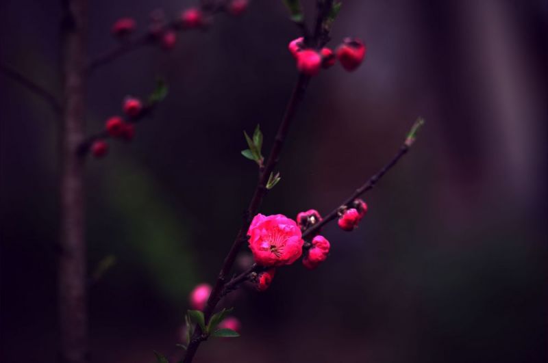 红梅1
