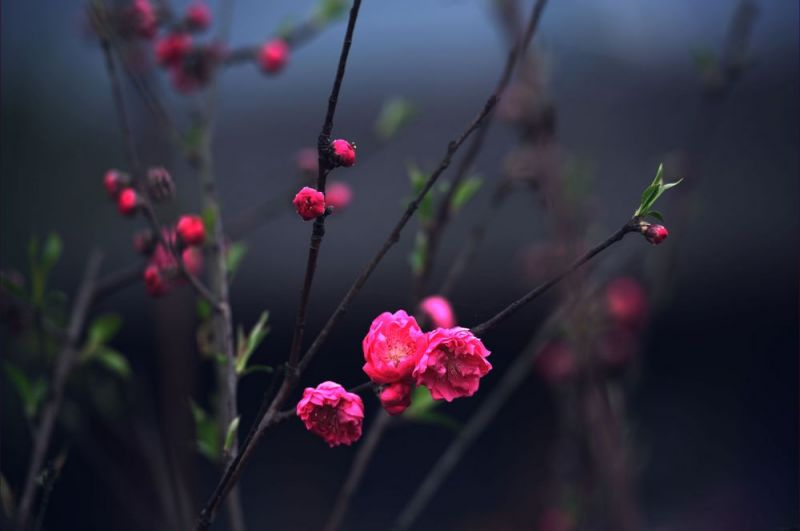 红梅