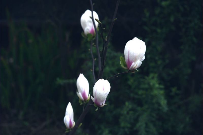 玉兰2