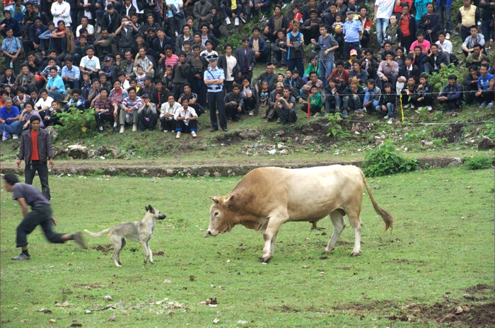 01狗DSC_3661.jpg
