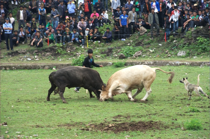 2狗DSC_3664.jpg