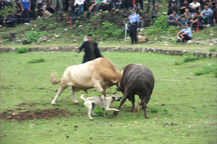 5狗DSC_3668.jpg
