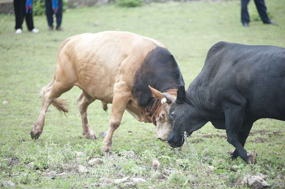 DSC_4603.jpg