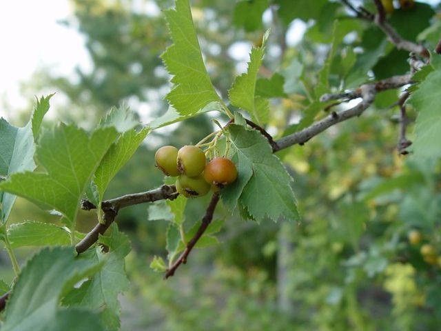 DSC08217.jpg