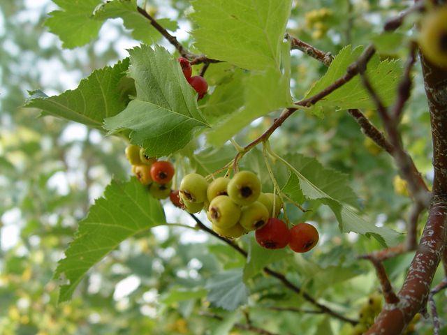 DSC08218.jpg