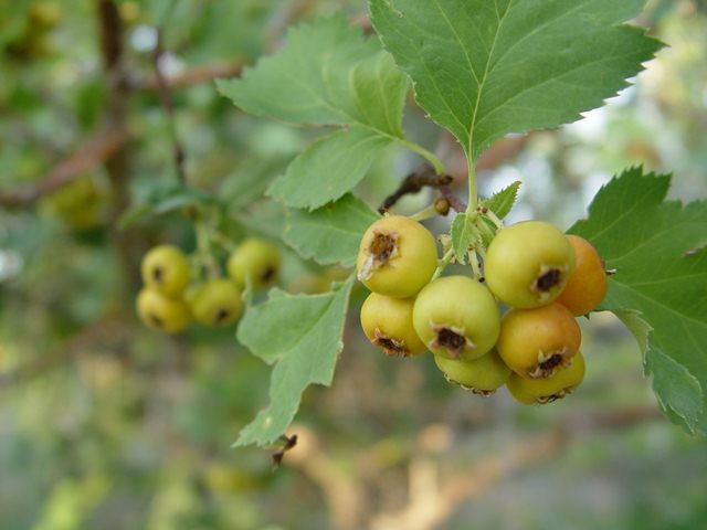 DSC08219.jpg