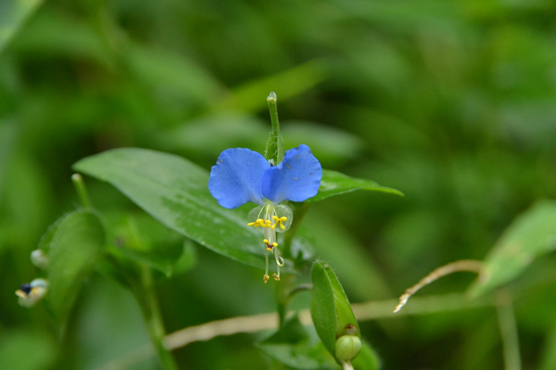 DSC_0310.JPG