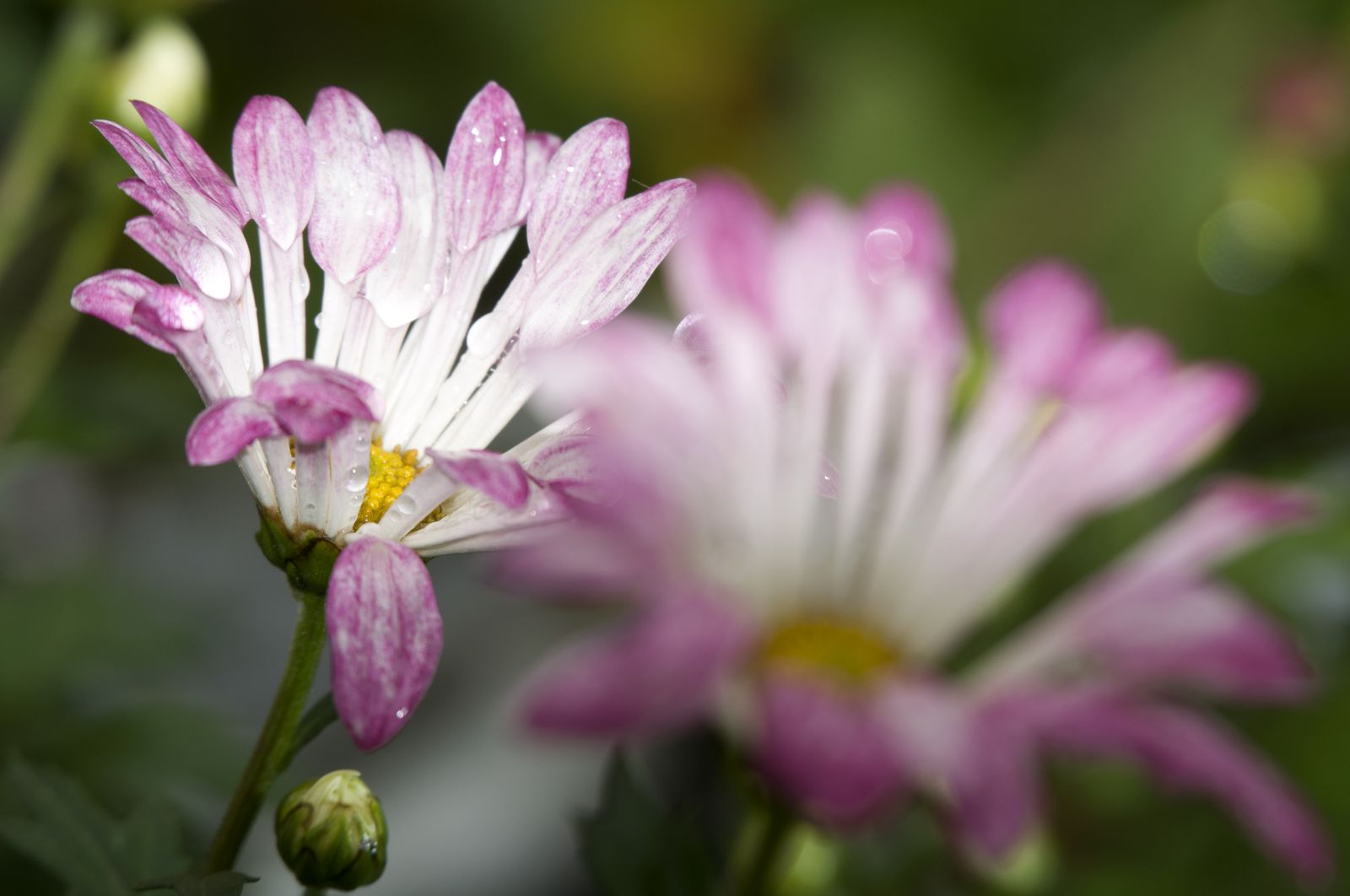 nEO_IMG_DSC_7839.jpg