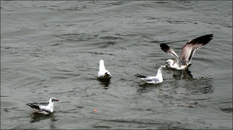 DSC_4061.jpg