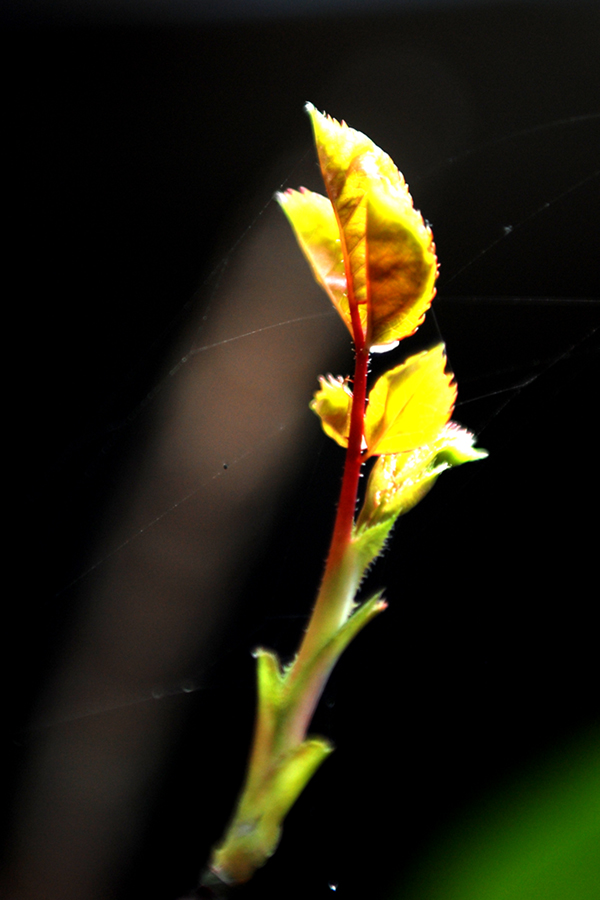 DSC_6770.jpg