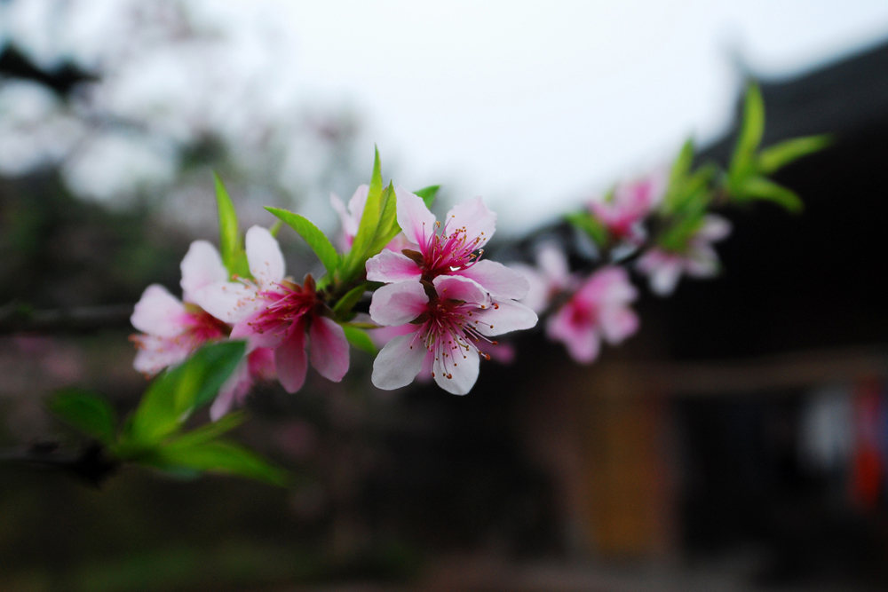 DSC_7059.jpg