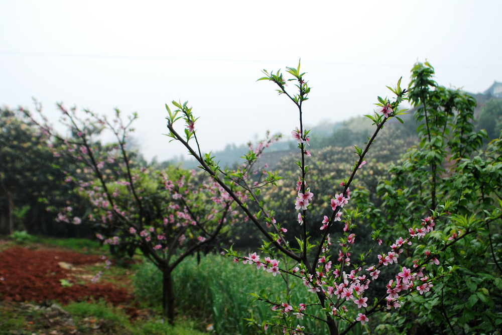 DSC_7066.jpg