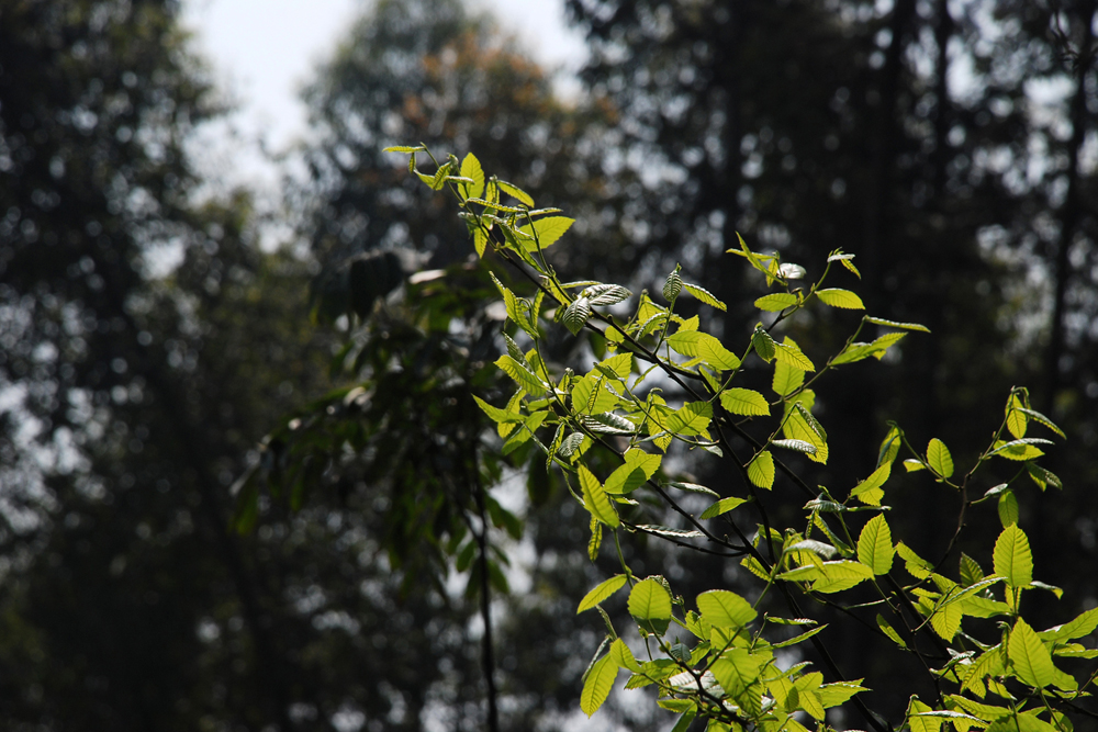 DSC_7090.jpg