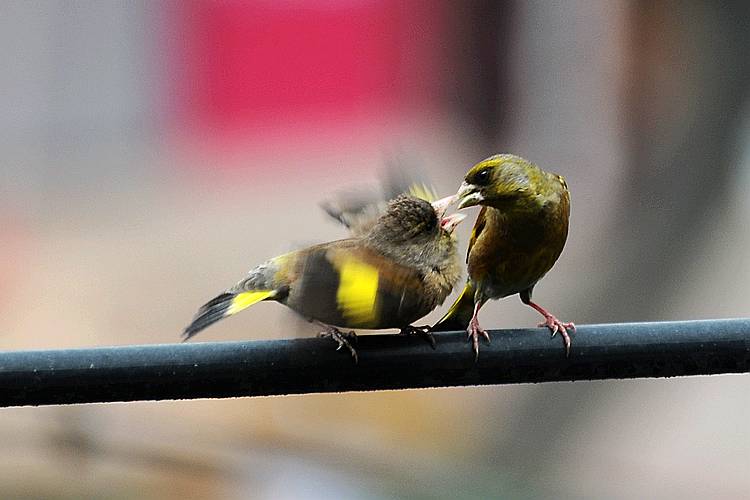 DSC_6268.jpg