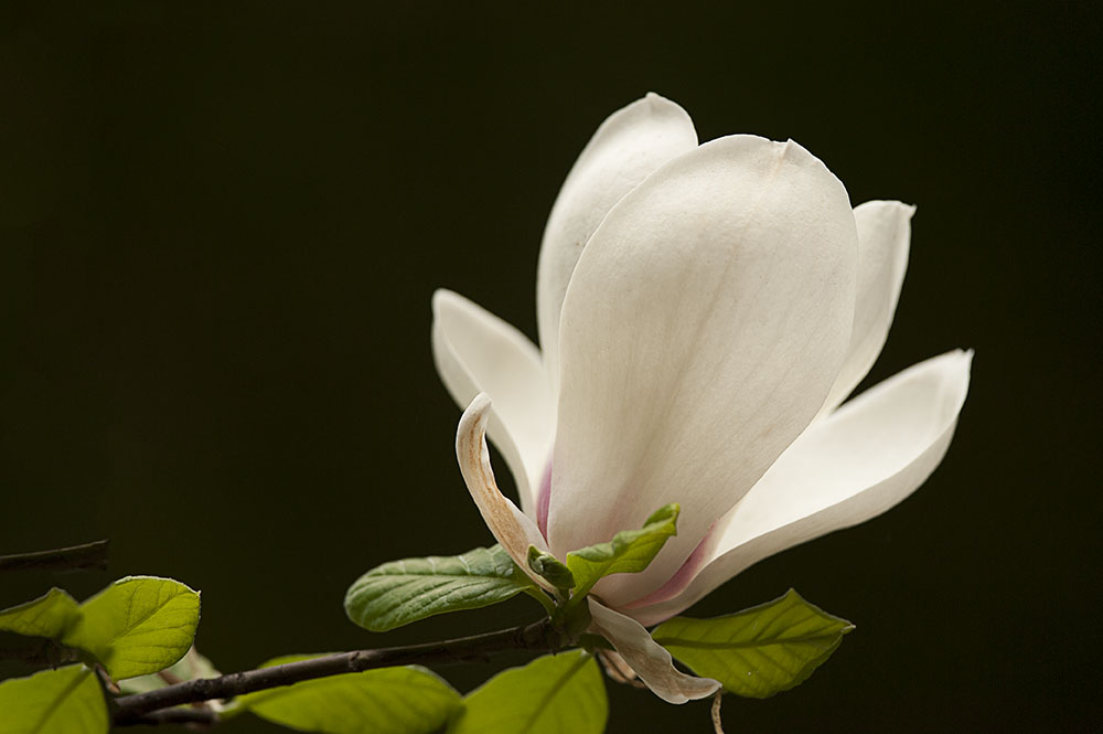 DSC_6520.jpg