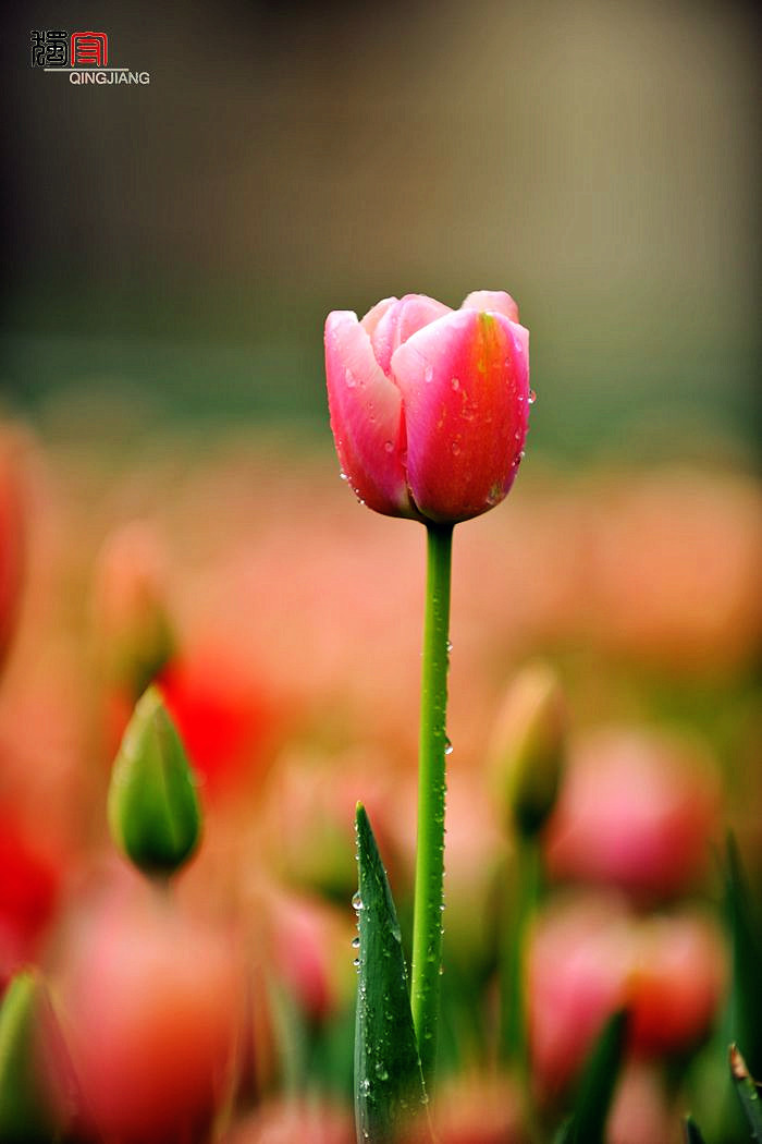 4b77a553x794a56785591&690_副本.jpg