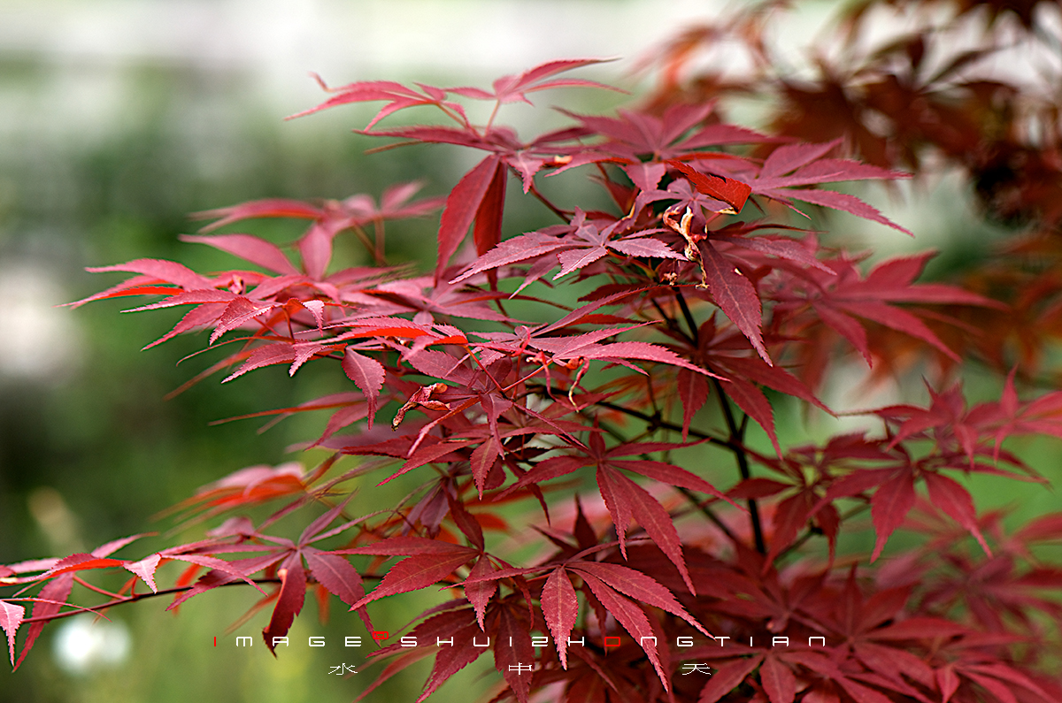 DSC_4527 (1)副本.jpg