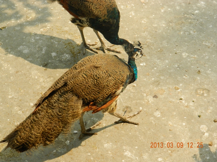 DSCN0485.jpg
