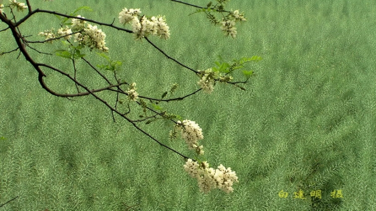 副本油菜满荚时.jpg