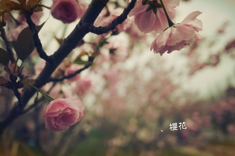 P1080500.jpg