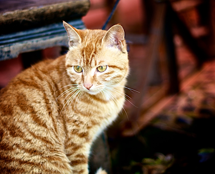 DSC_3234副本.jpg