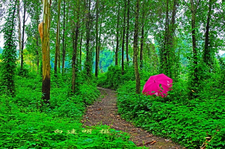 林中小路（油画）_缩小大小.jpg