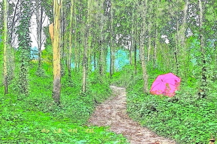 林中小路.JPG